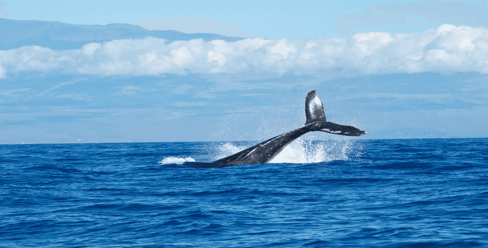 whale-watching-in-hawaii